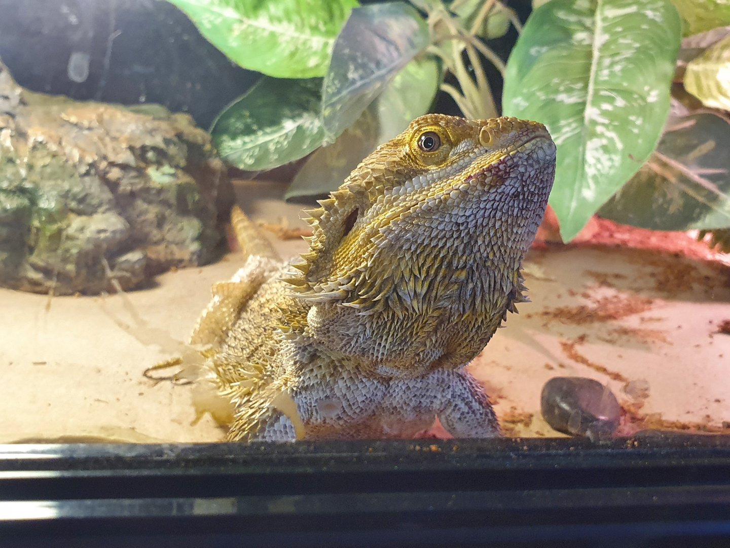 Bearded Dragon species, Masterton Pet Shop