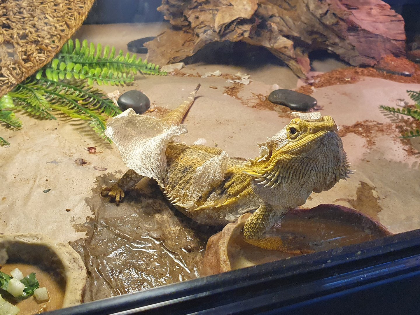 Bearded Dragon species, Masterton Pet Shop