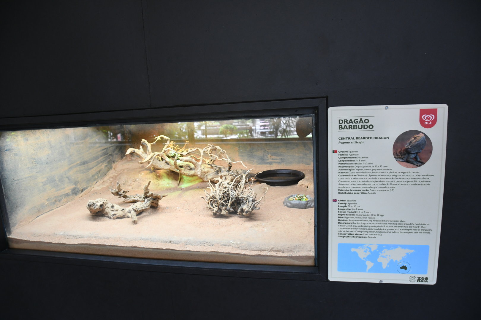 Bearded Dragon tank (Reptile House)