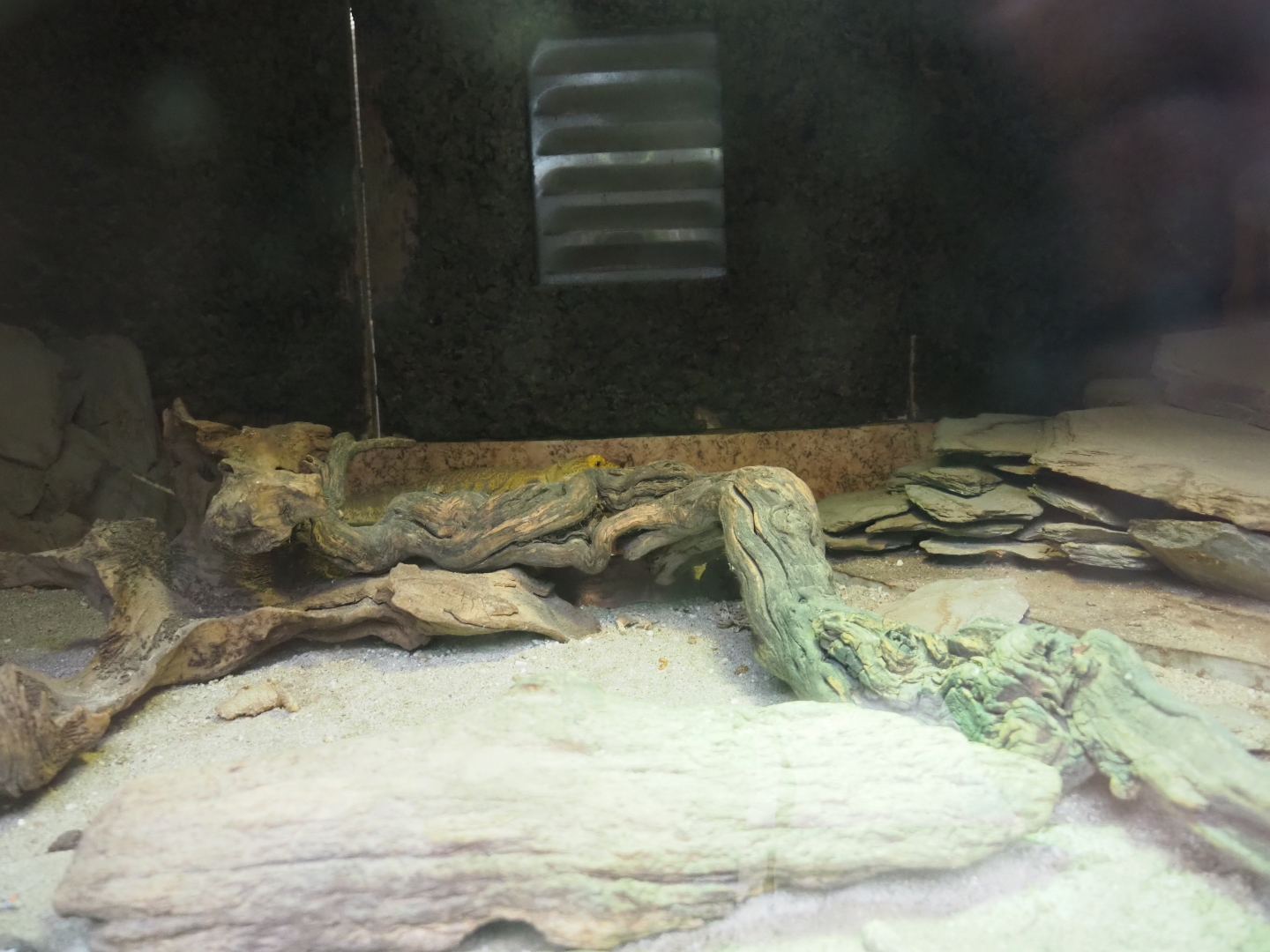 Bearded dragon terrarium, 2019-25-25