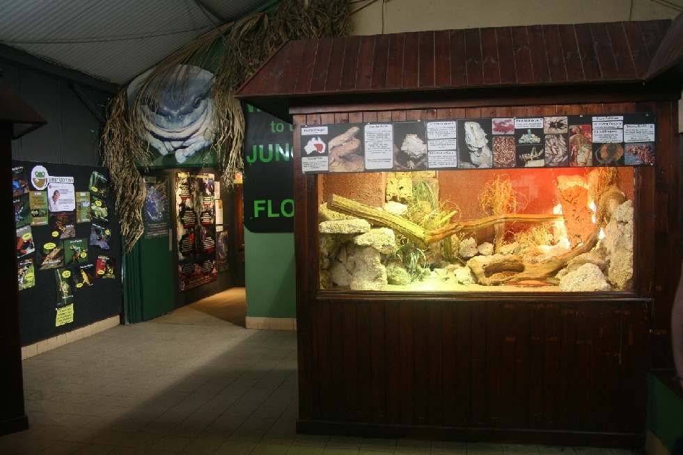 Bearded Dragon terrarium