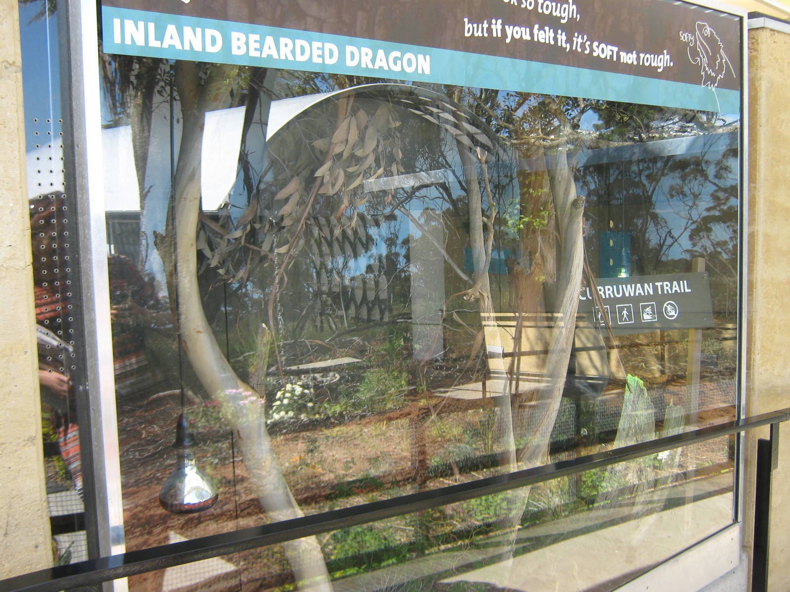 bearded dragon terrarium