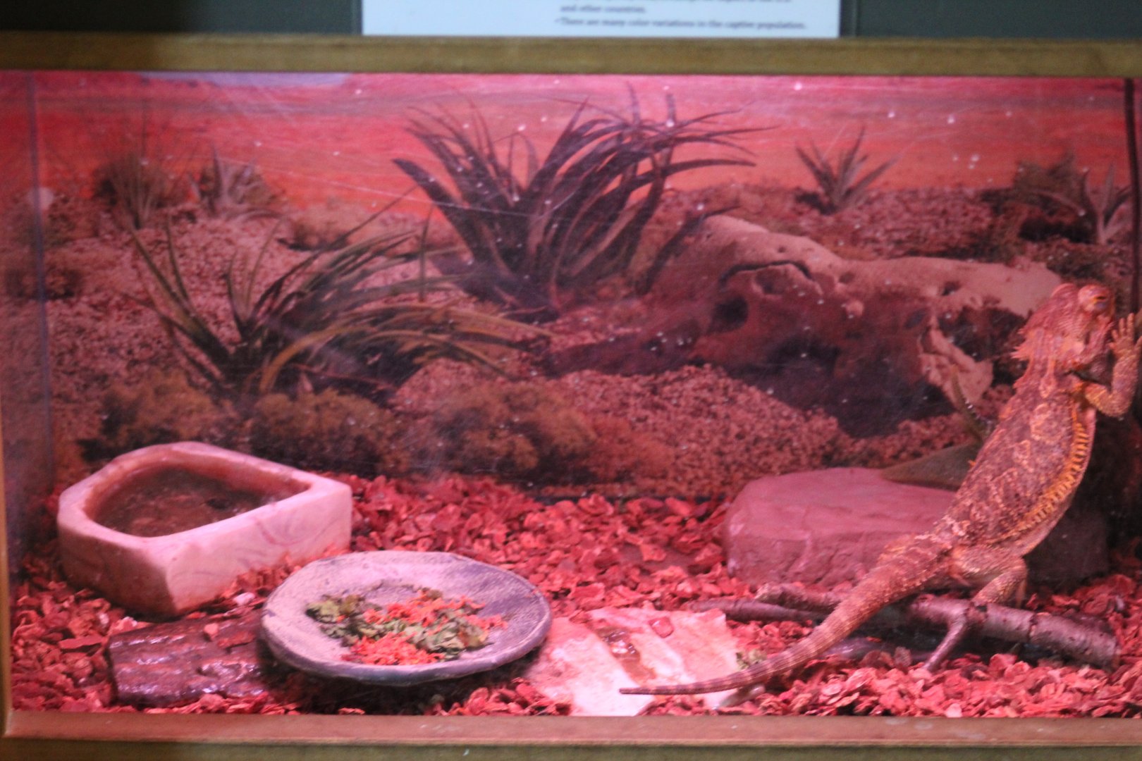 Bearded Dragon Terrarium