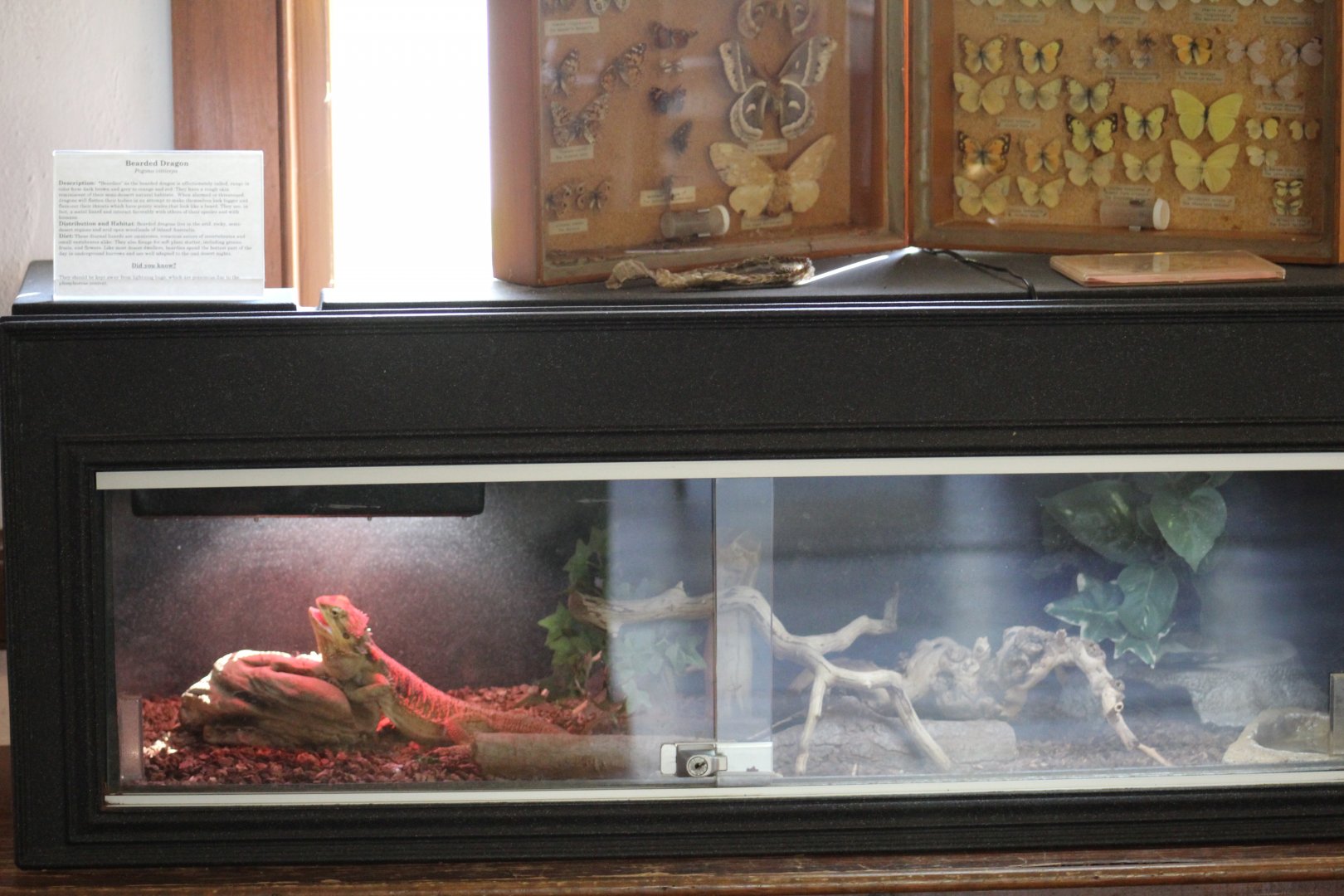 Bearded Dragon Terrarium