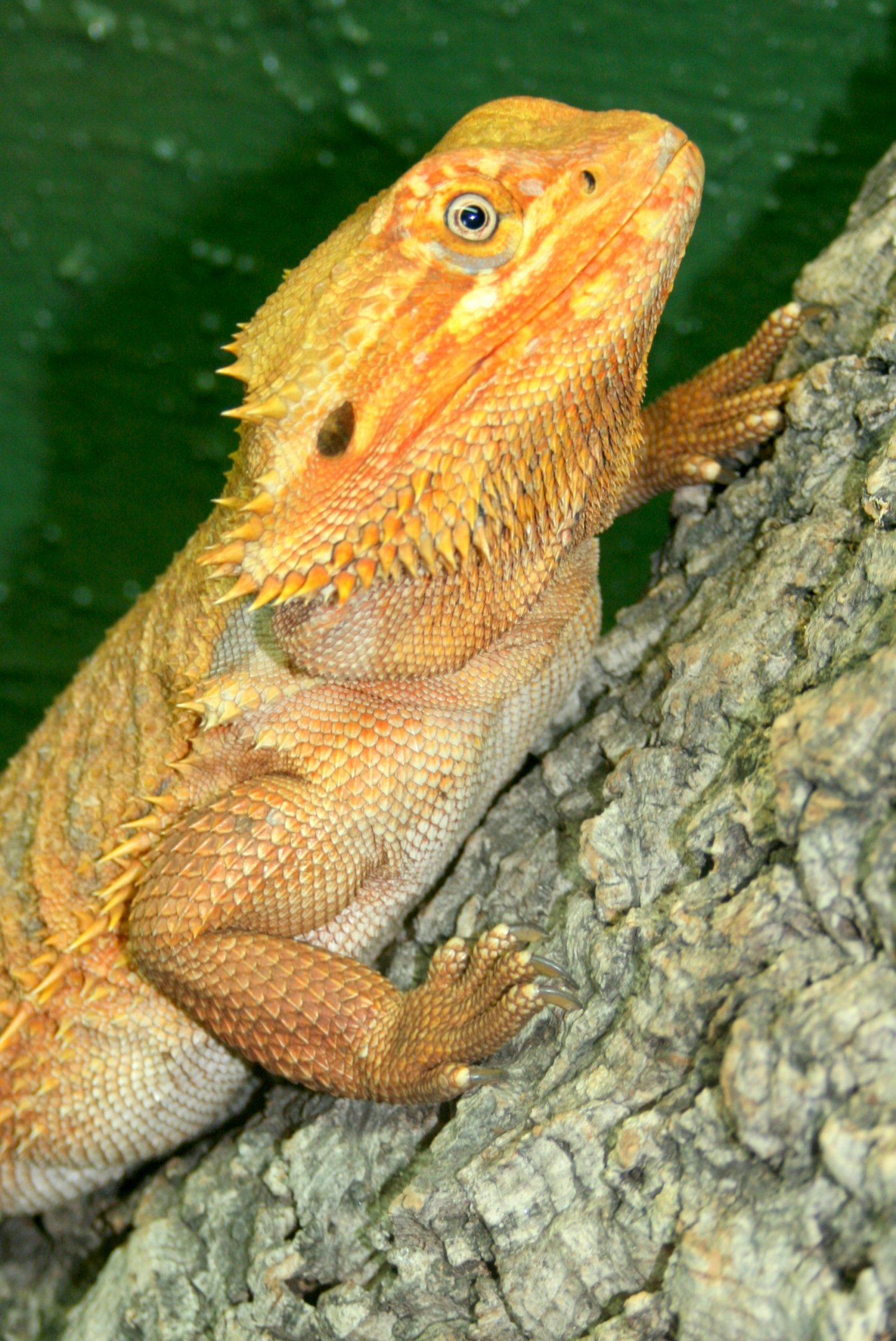 Bearded Dragon; Tropical Wings; 1st April 2017