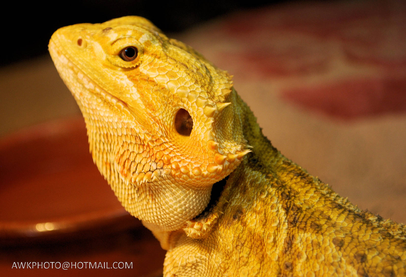 BEARDED DRAGON