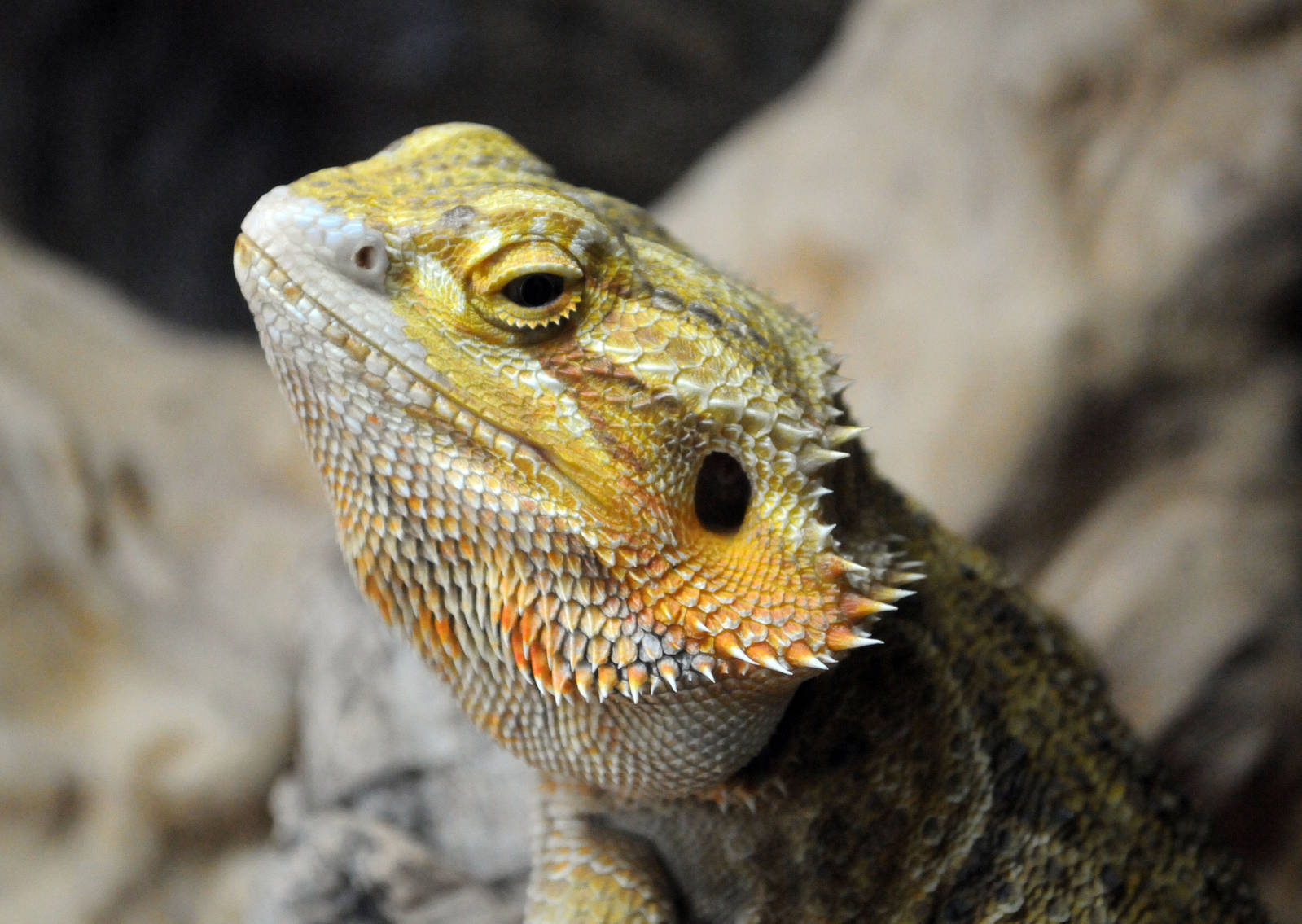 BEARDED DRAGON