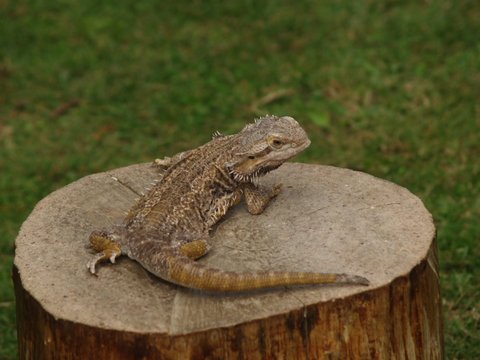 bearded dragon
