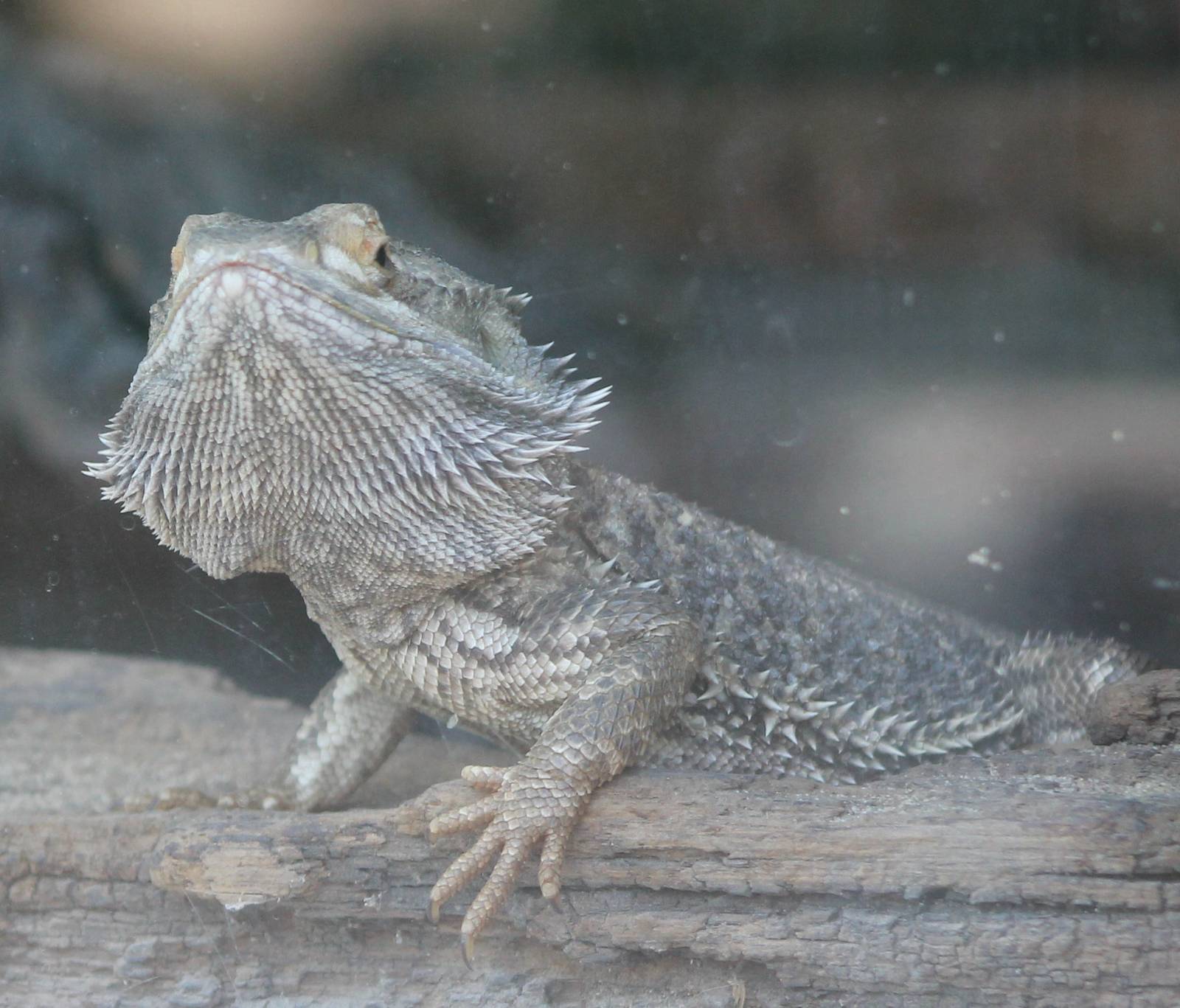 bearded dragon
