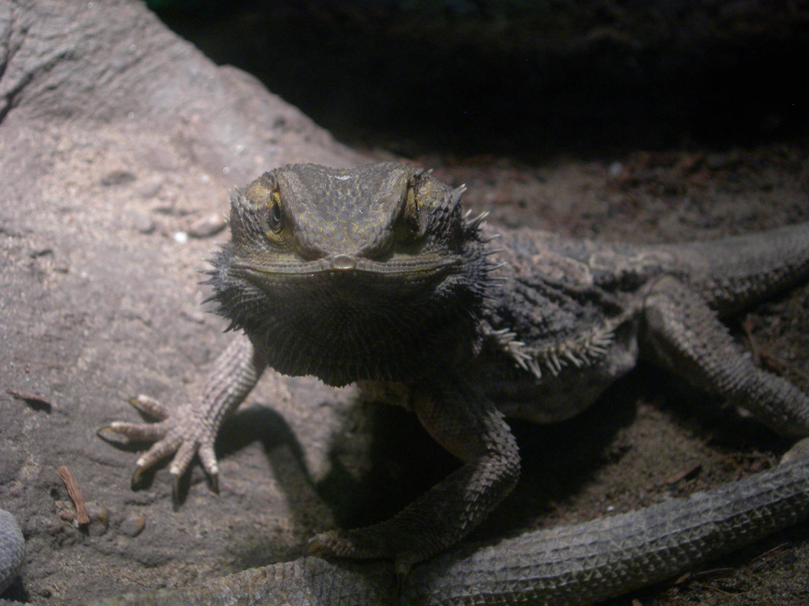 Bearded Dragon