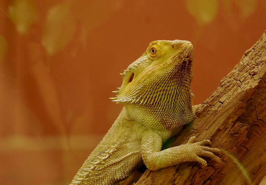 BEARDED DRAGON