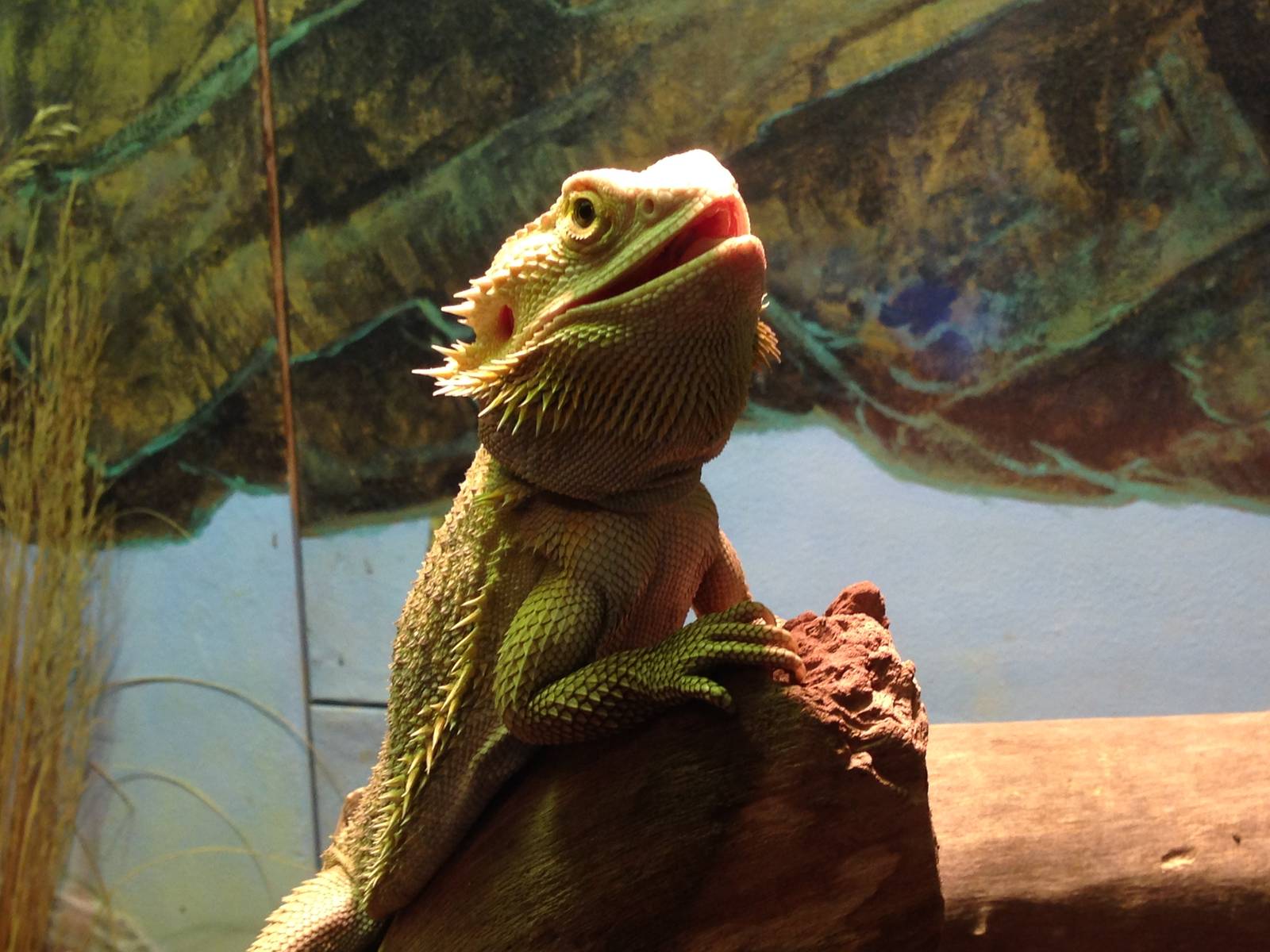 Bearded Dragon