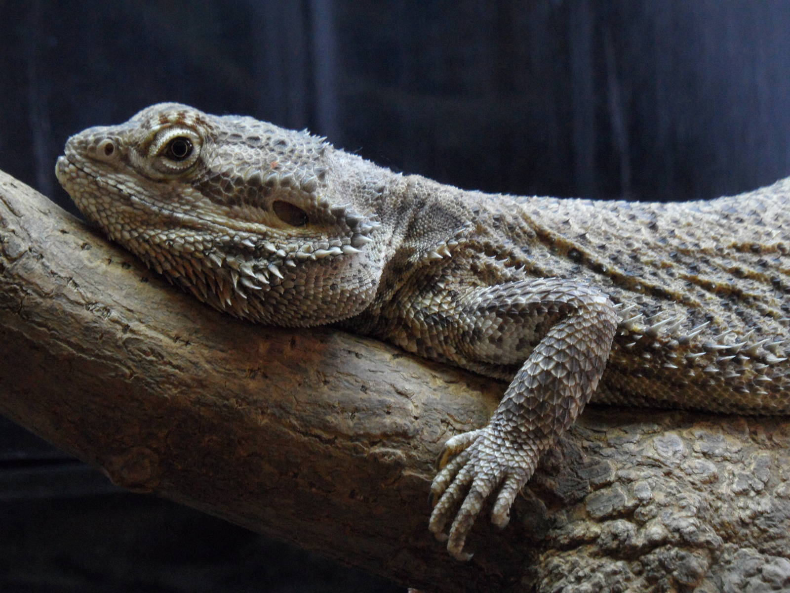 Bearded dragon