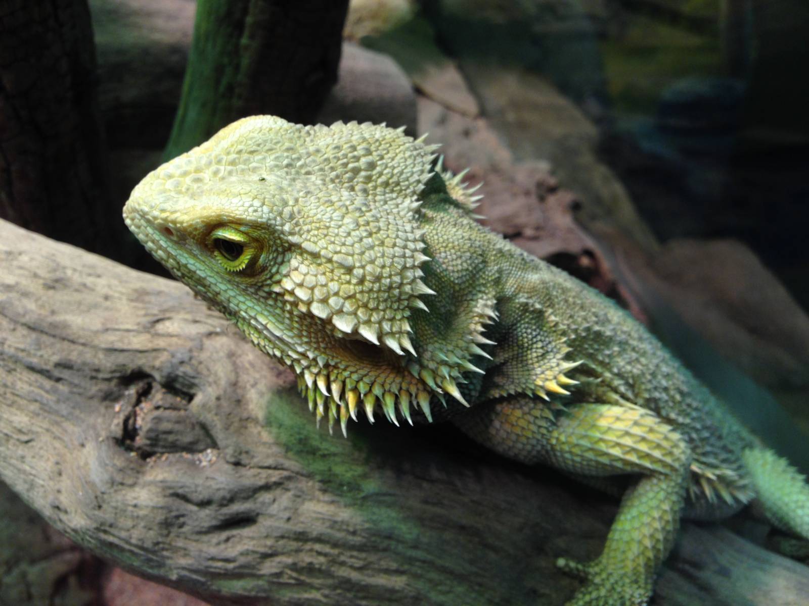 Bearded Dragon