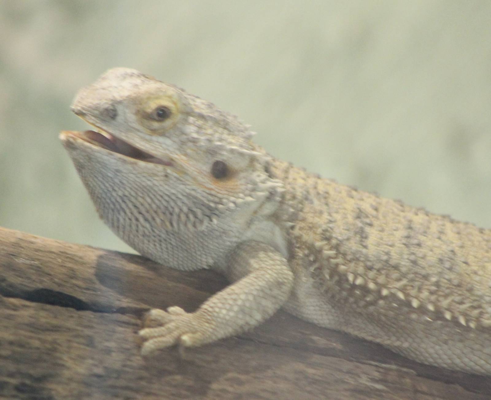 Bearded dragon