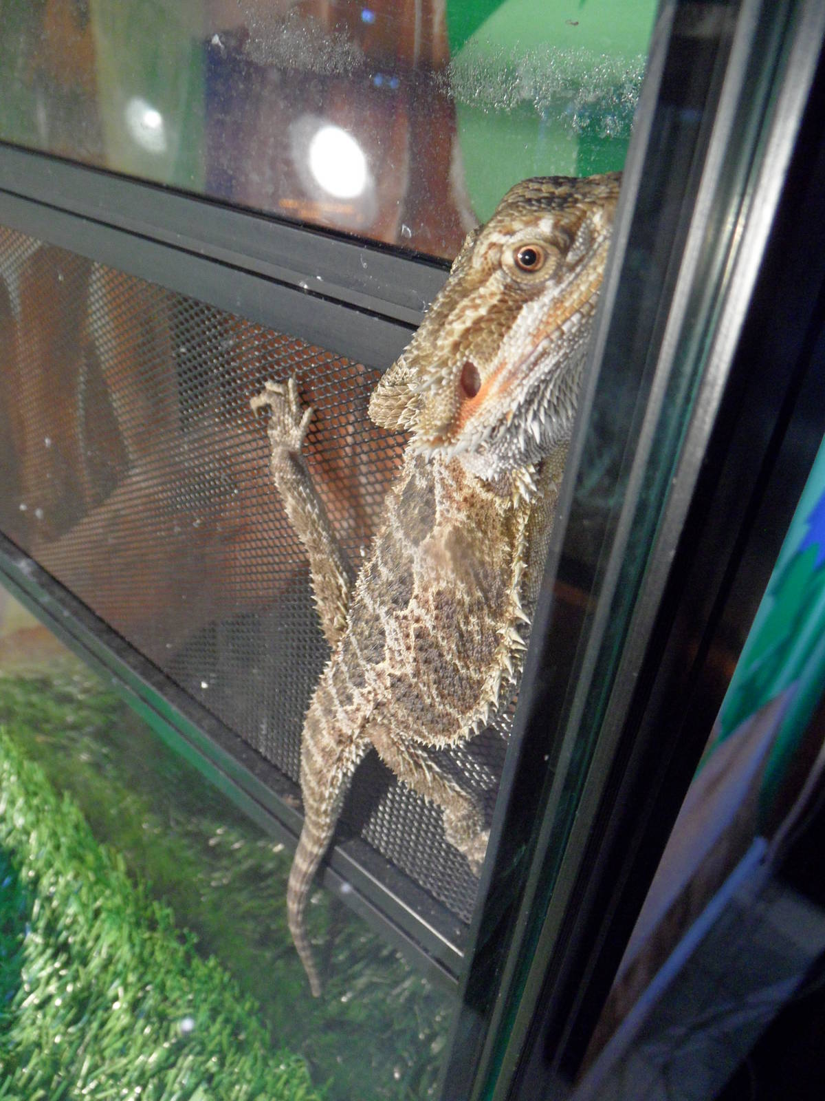 Bearded dragon