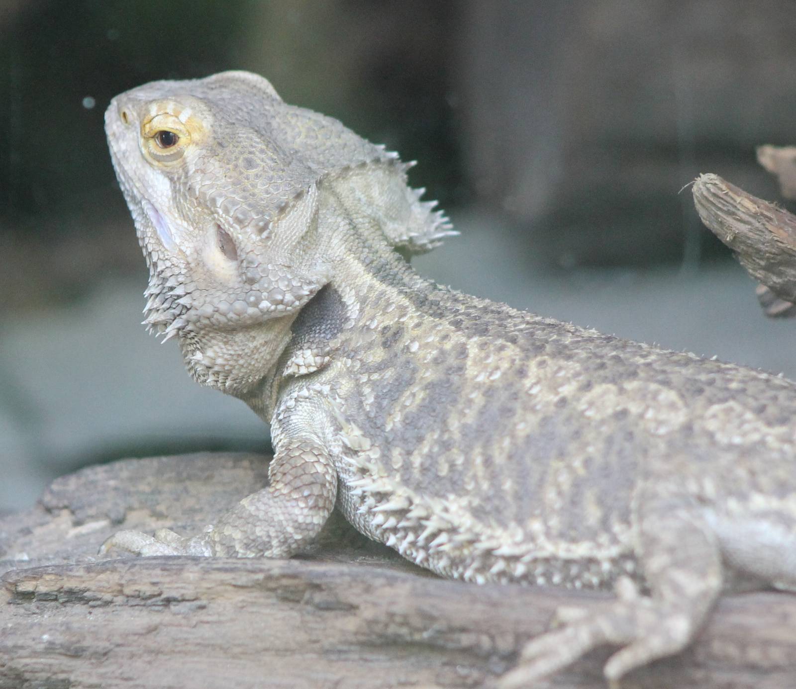 Bearded dragon