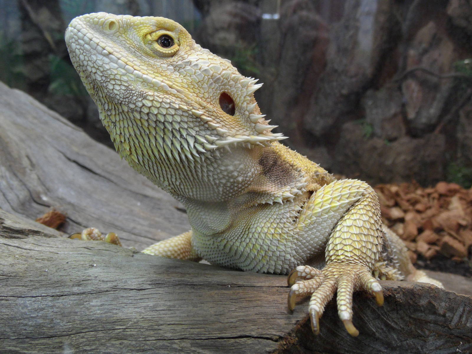 Bearded dragon