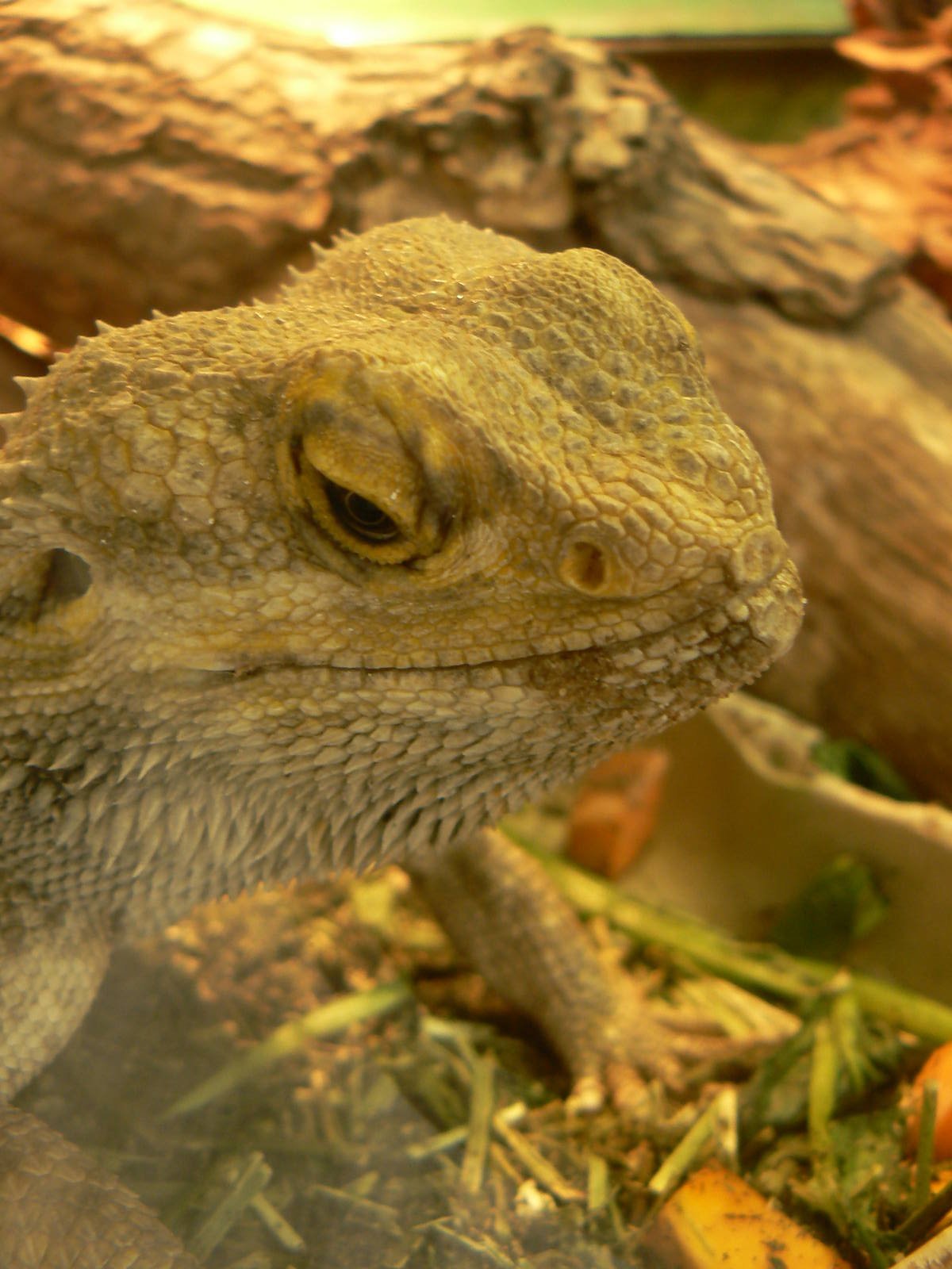 Bearded Dragon
