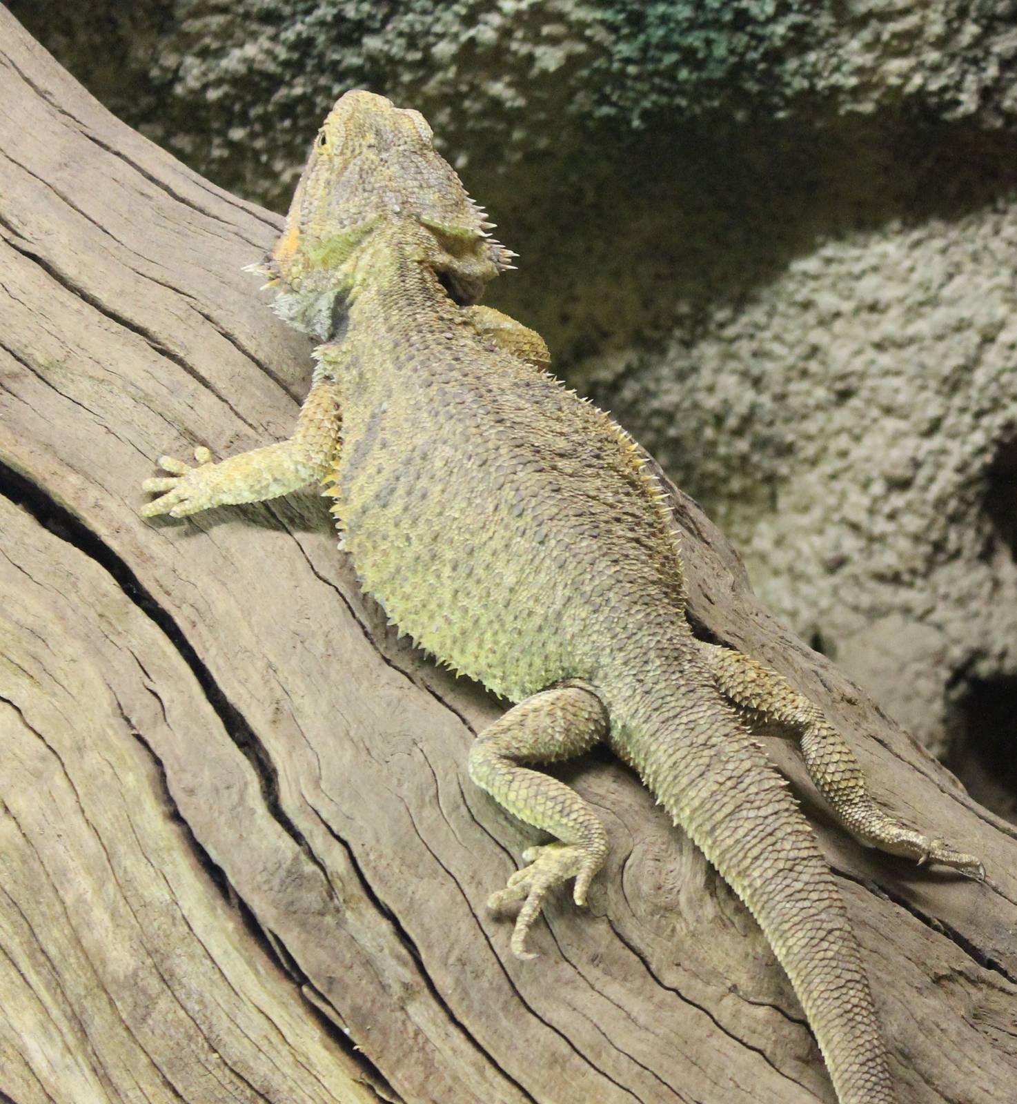 Bearded dragon