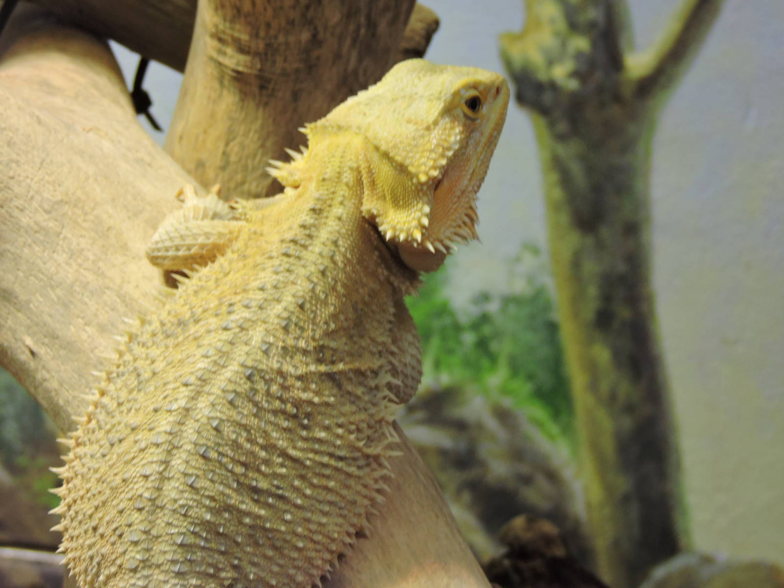 Bearded Dragon