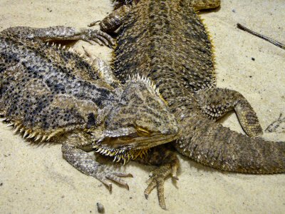 bearded dragon