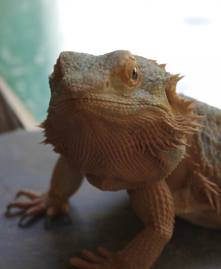Bearded dragon