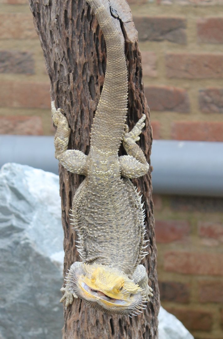 Bearded Dragon