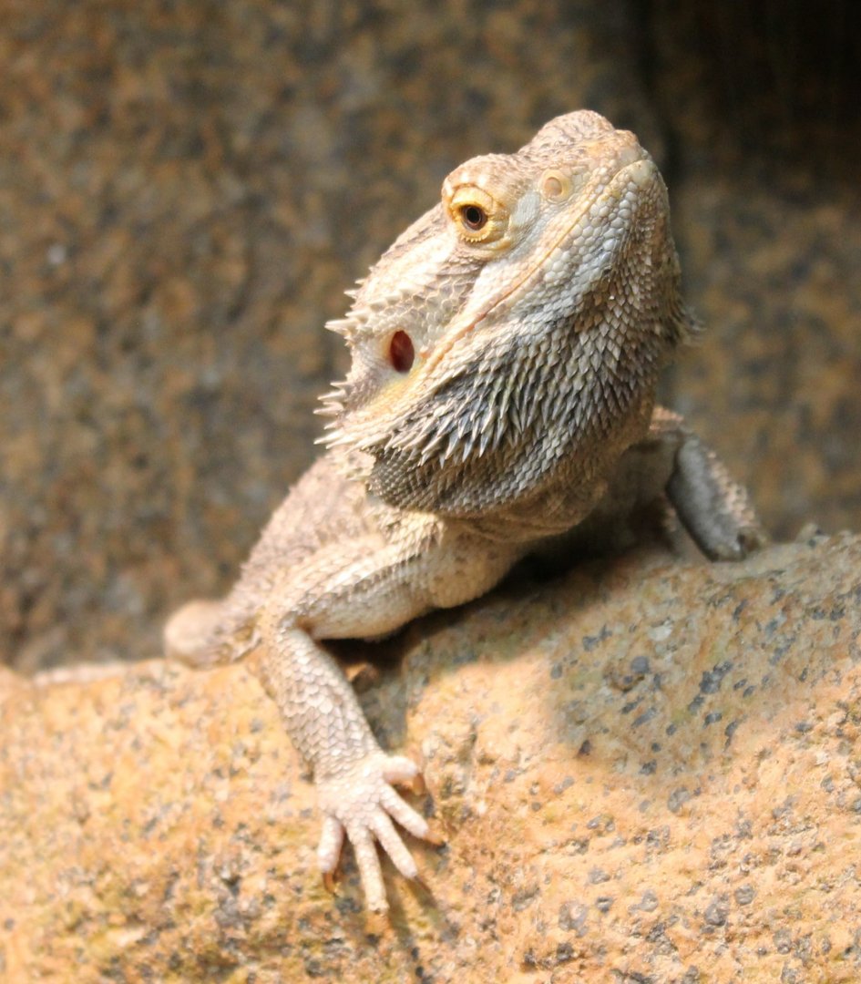 Bearded dragon