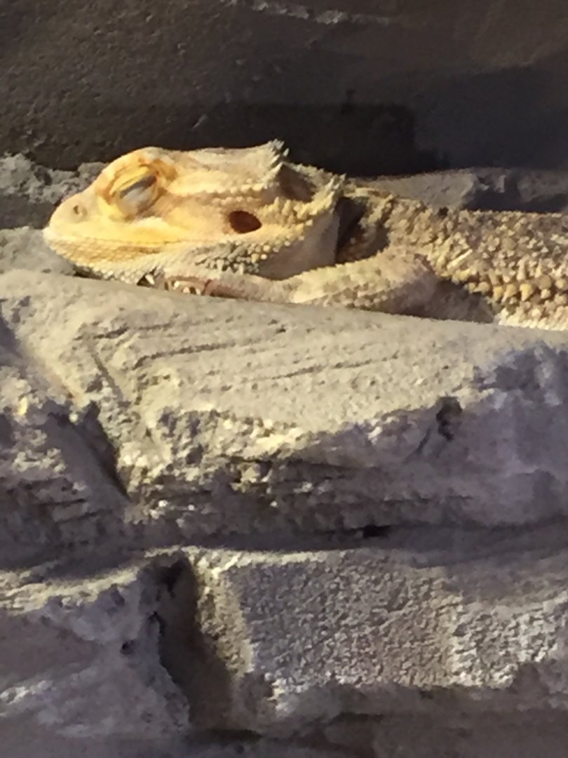 Bearded Dragon