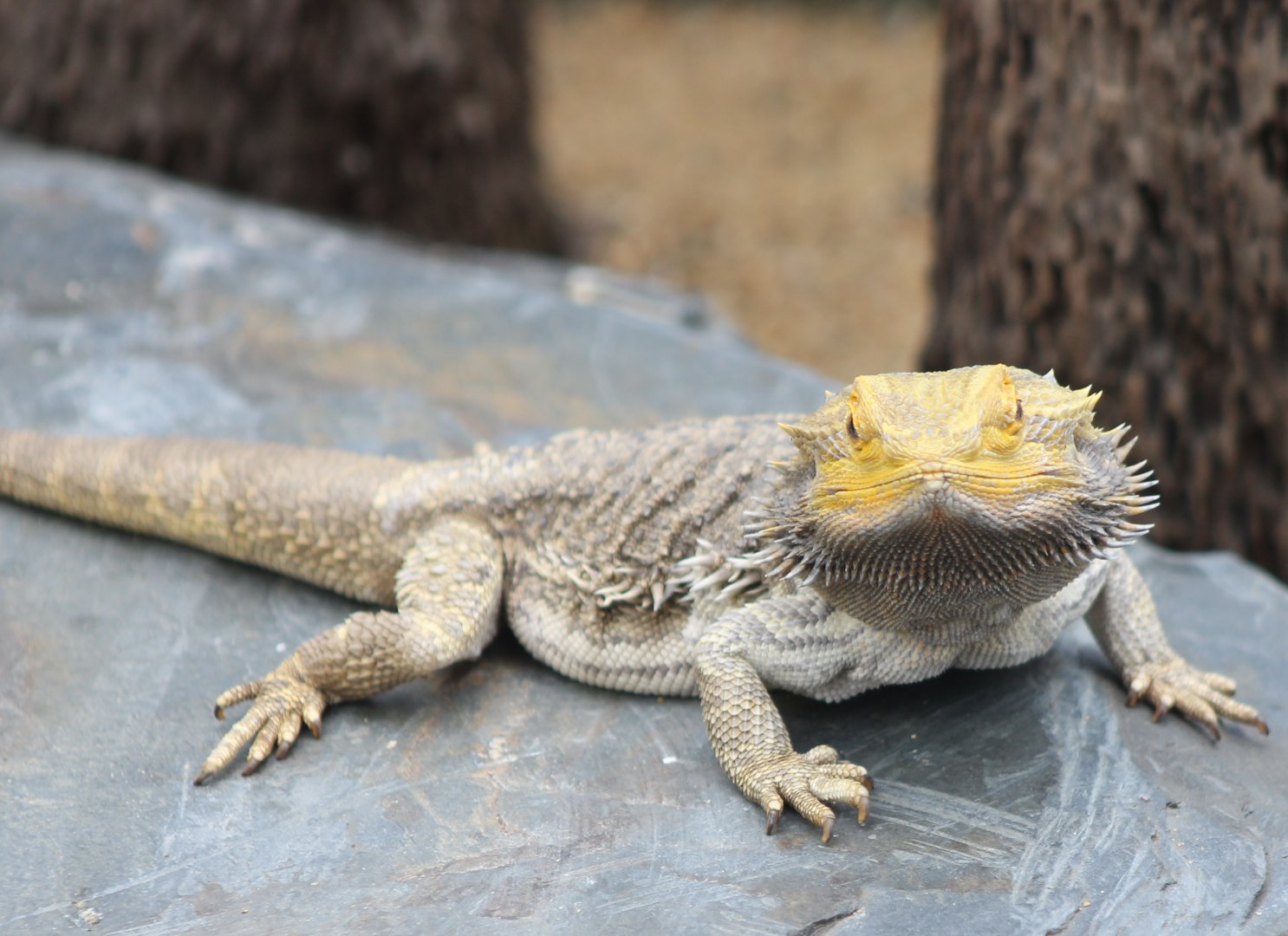 Bearded dragon