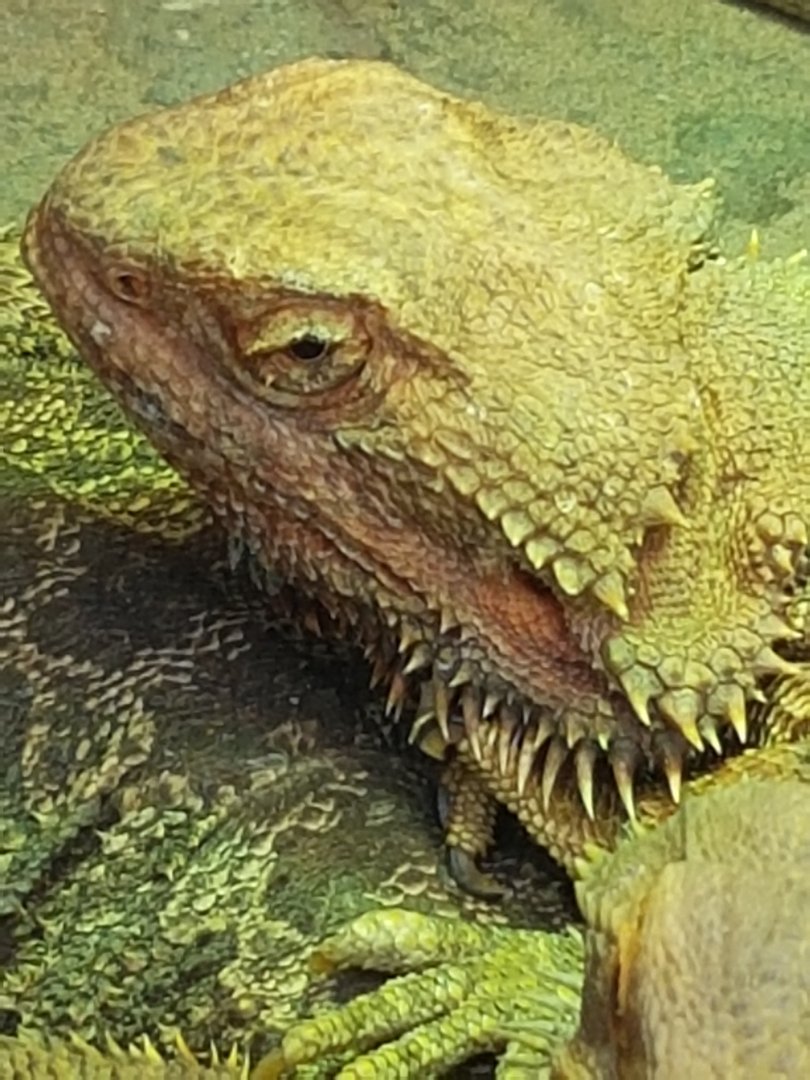 Bearded dragon