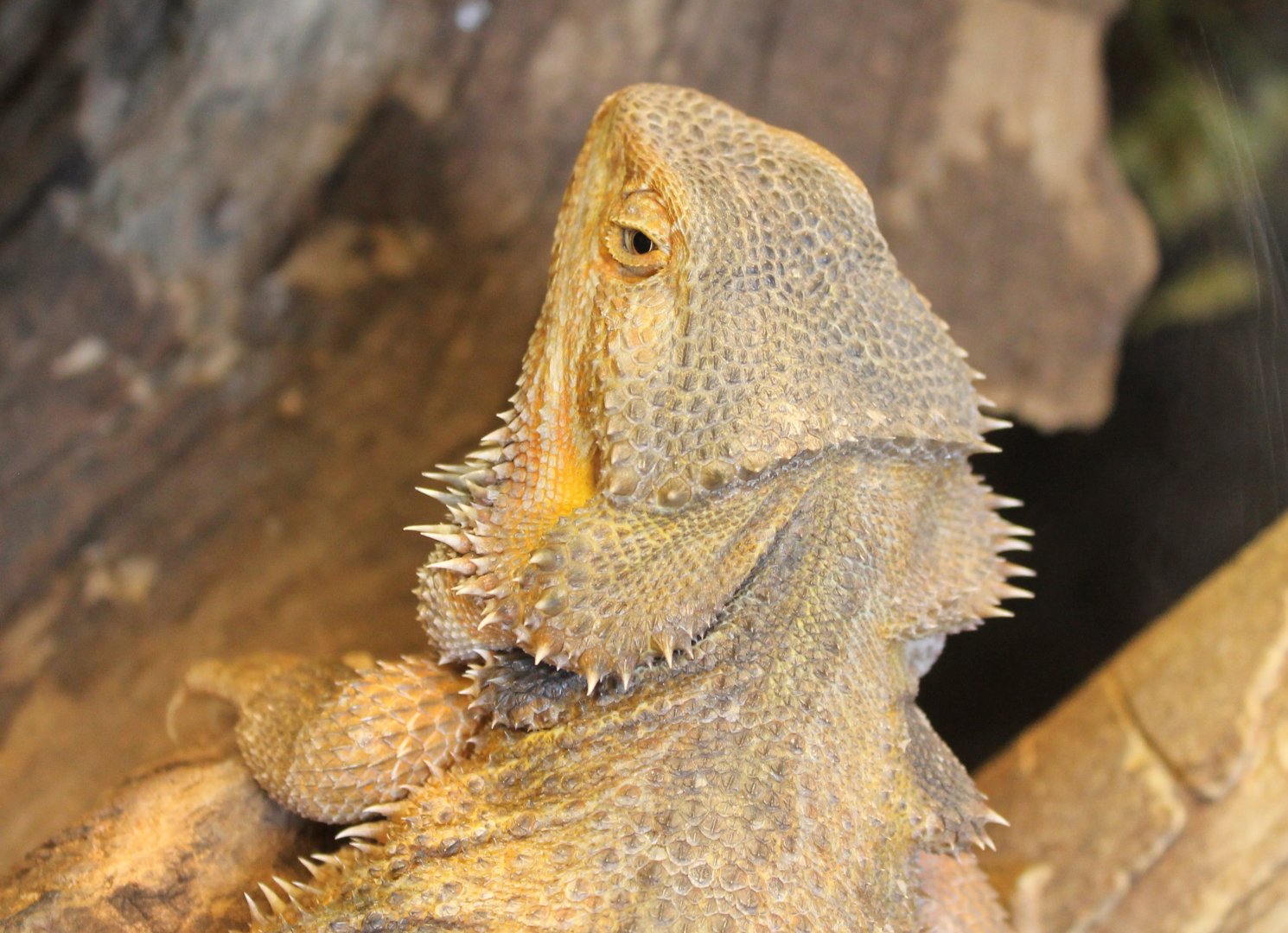 Bearded dragon