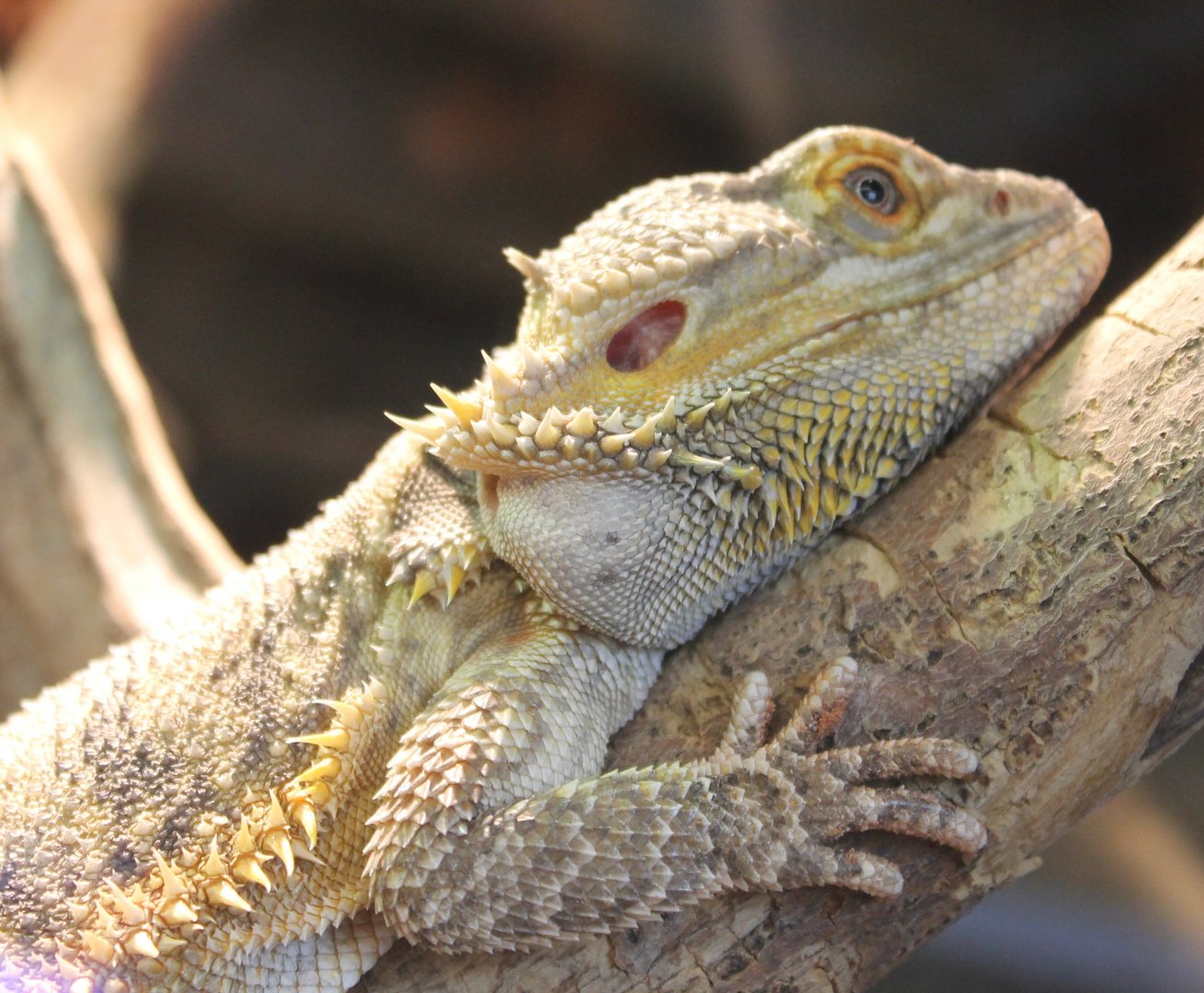 Bearded dragon