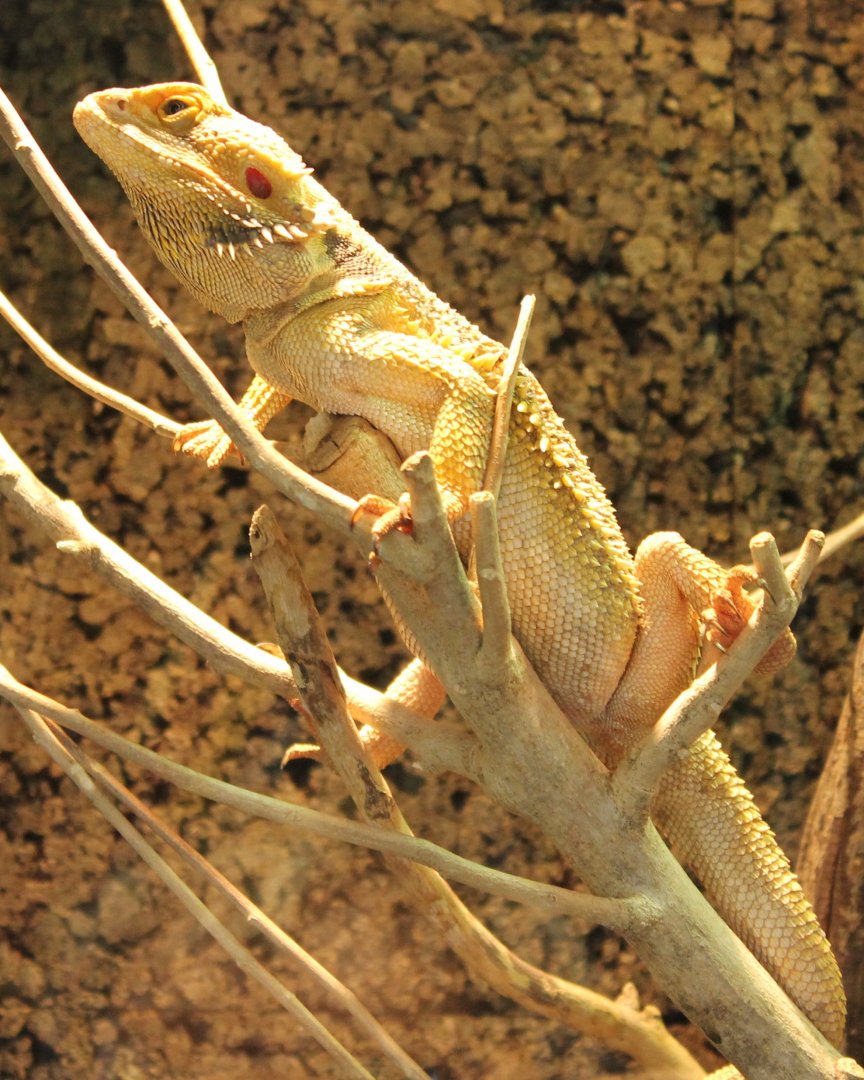 Bearded dragon