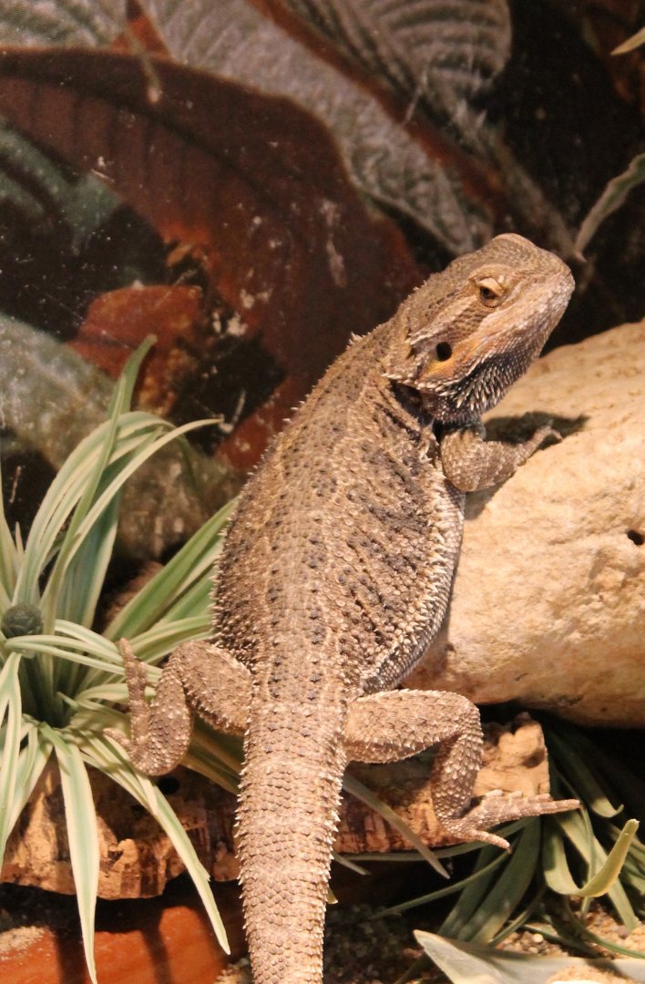 Bearded dragon
