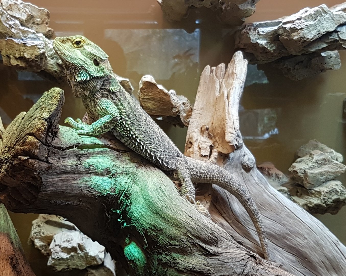 Bearded dragon