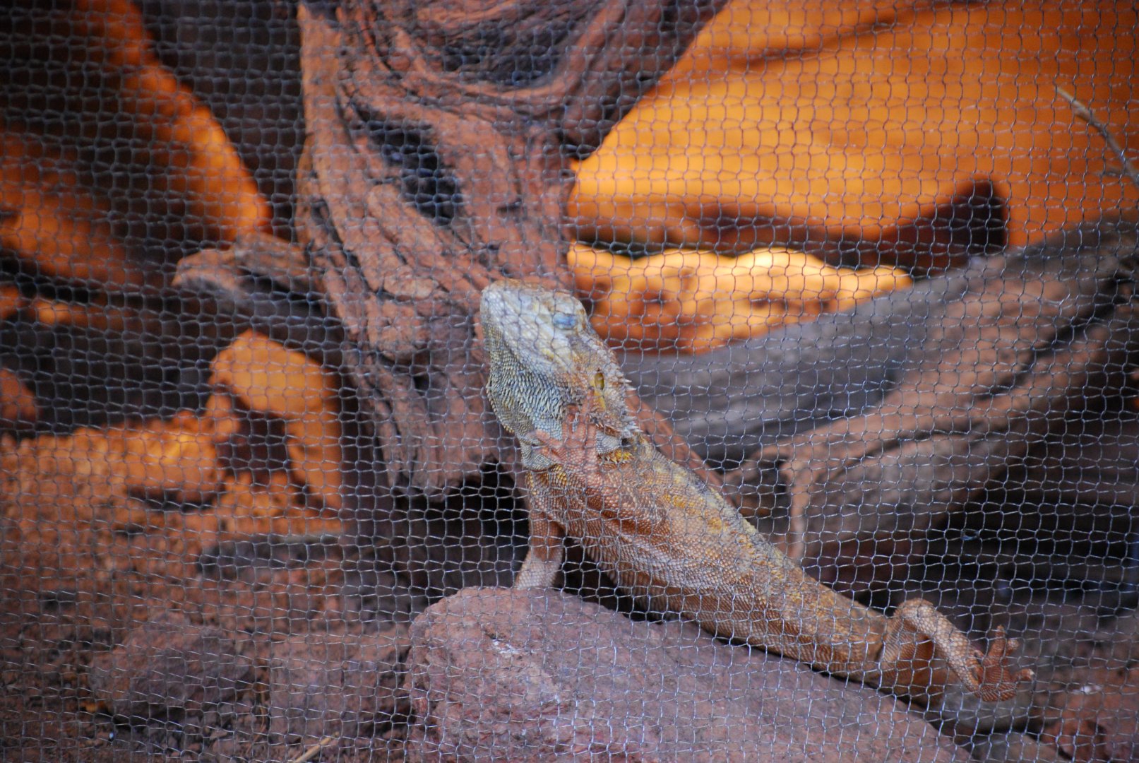 Bearded Dragon