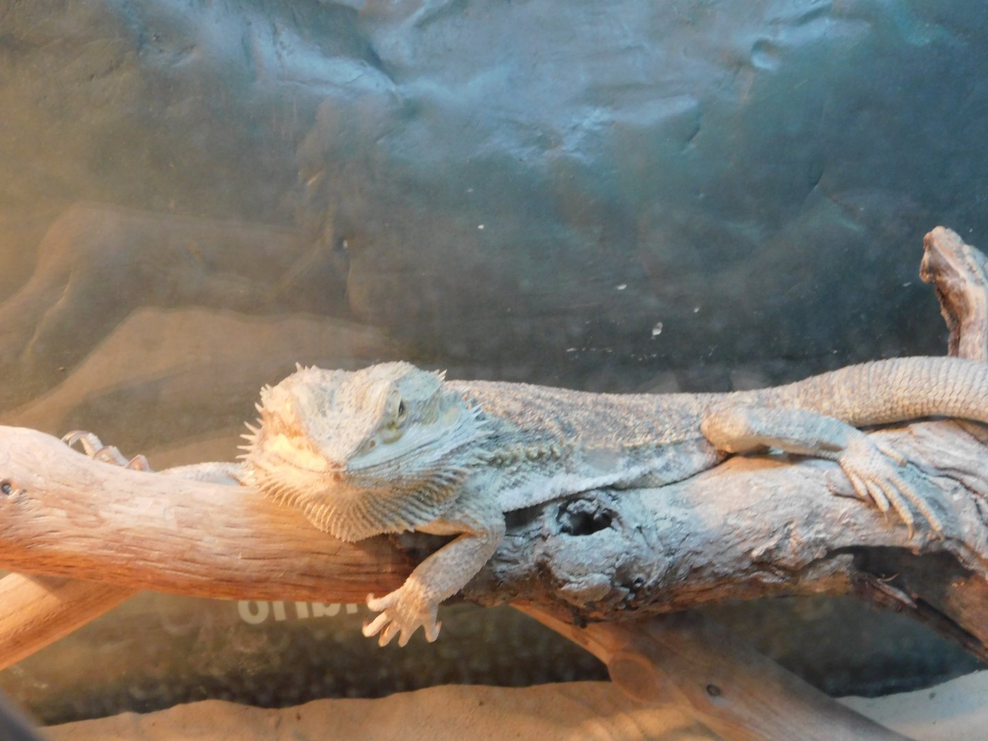 Bearded Dragon
