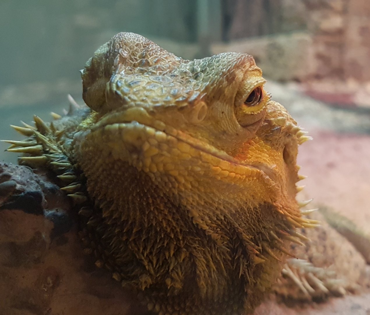 Bearded dragon