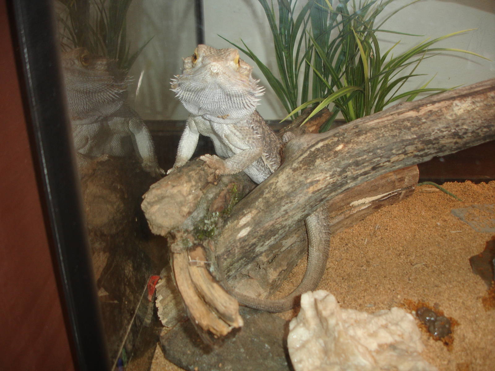 Bearded Dragon