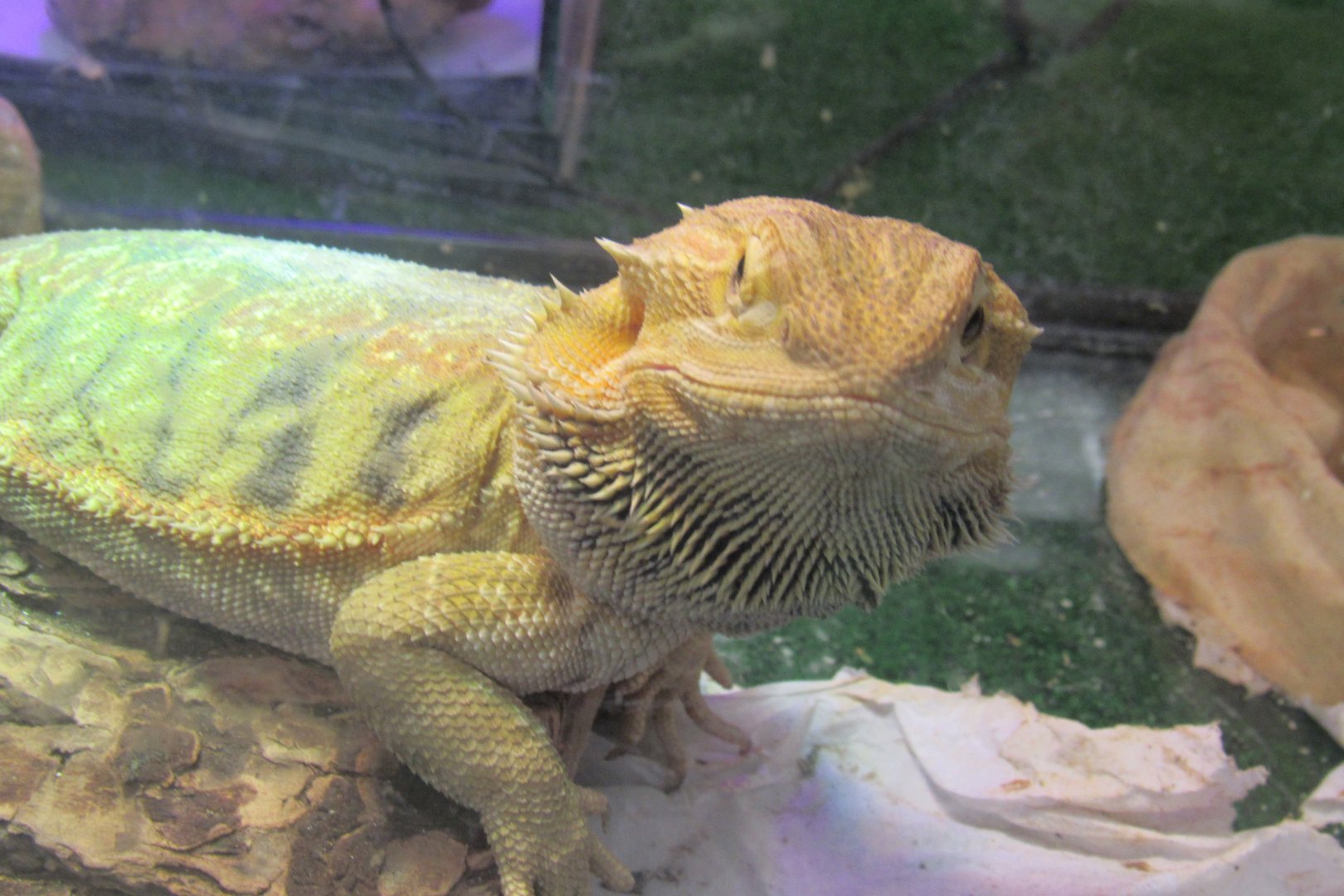 bearded dragon