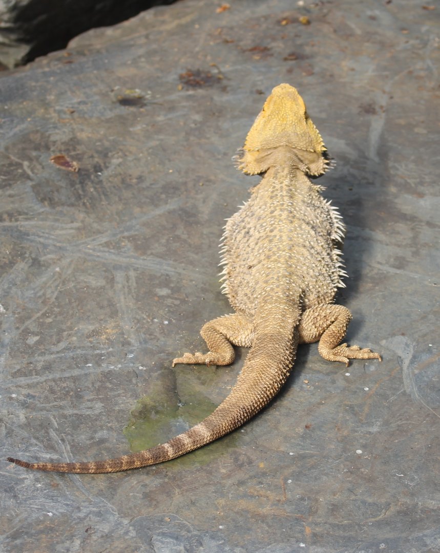 Bearded dragon