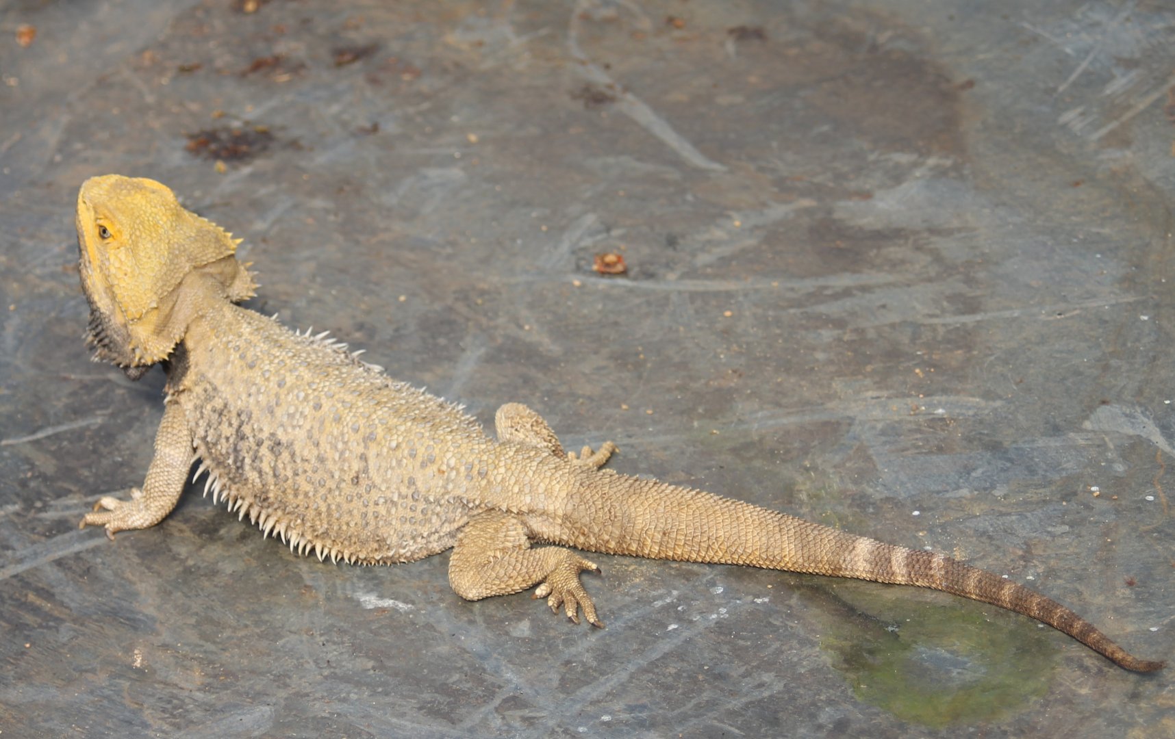 Bearded dragon