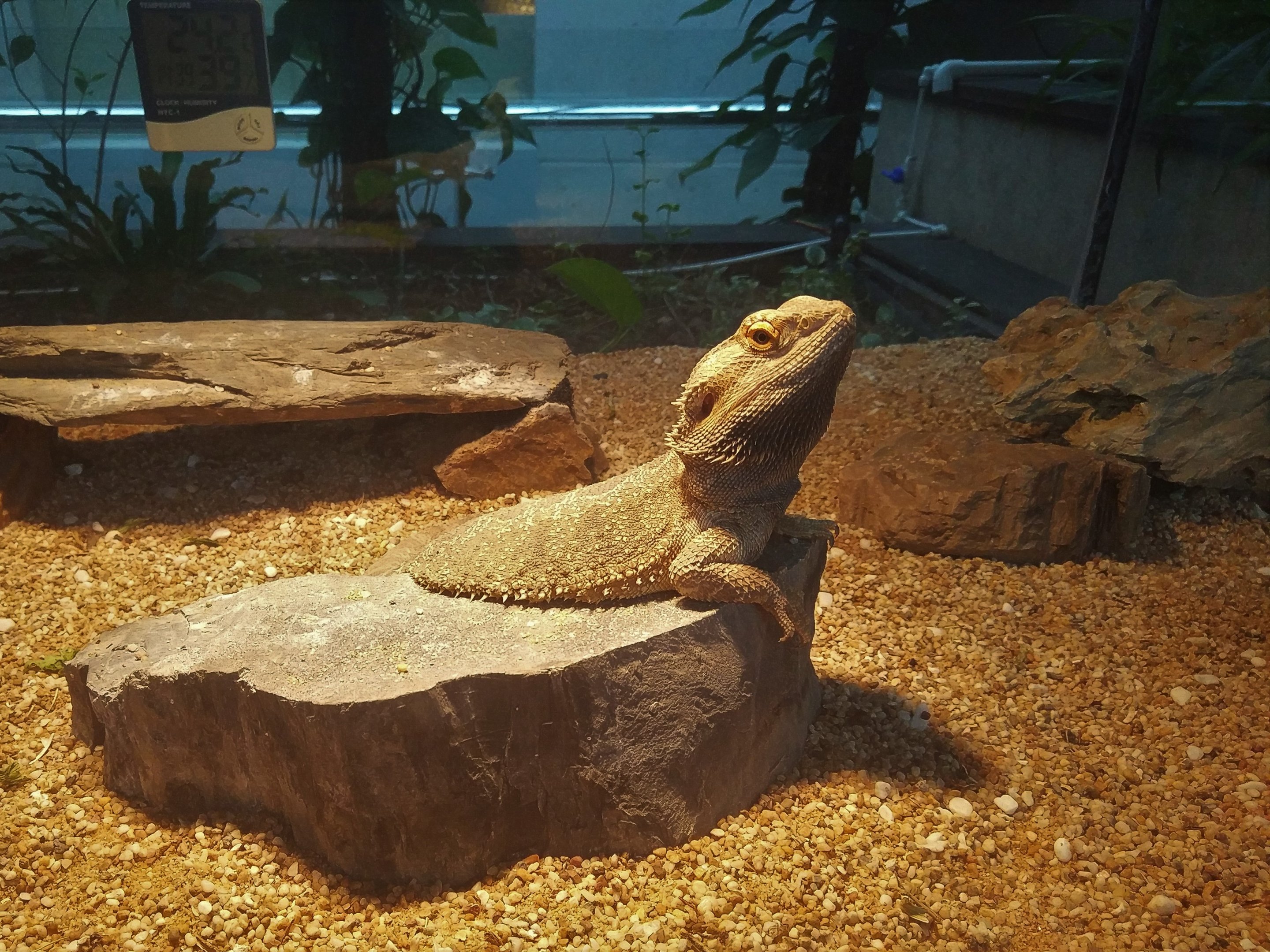 Bearded Dragon