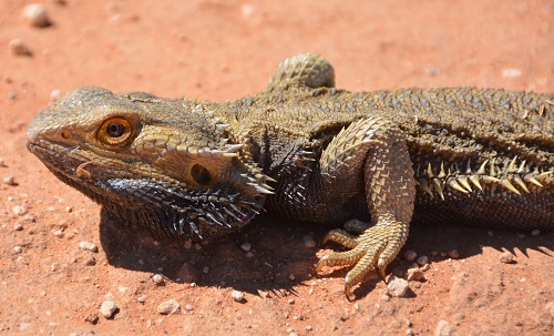 Bearded dragon.