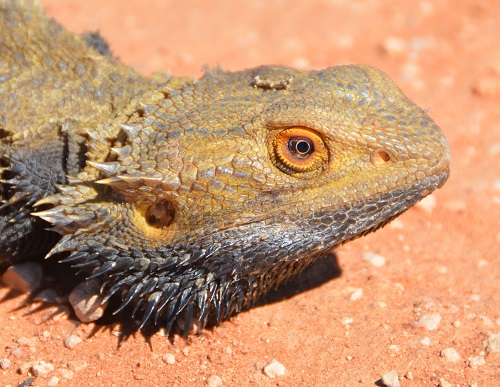 Bearded dragon.