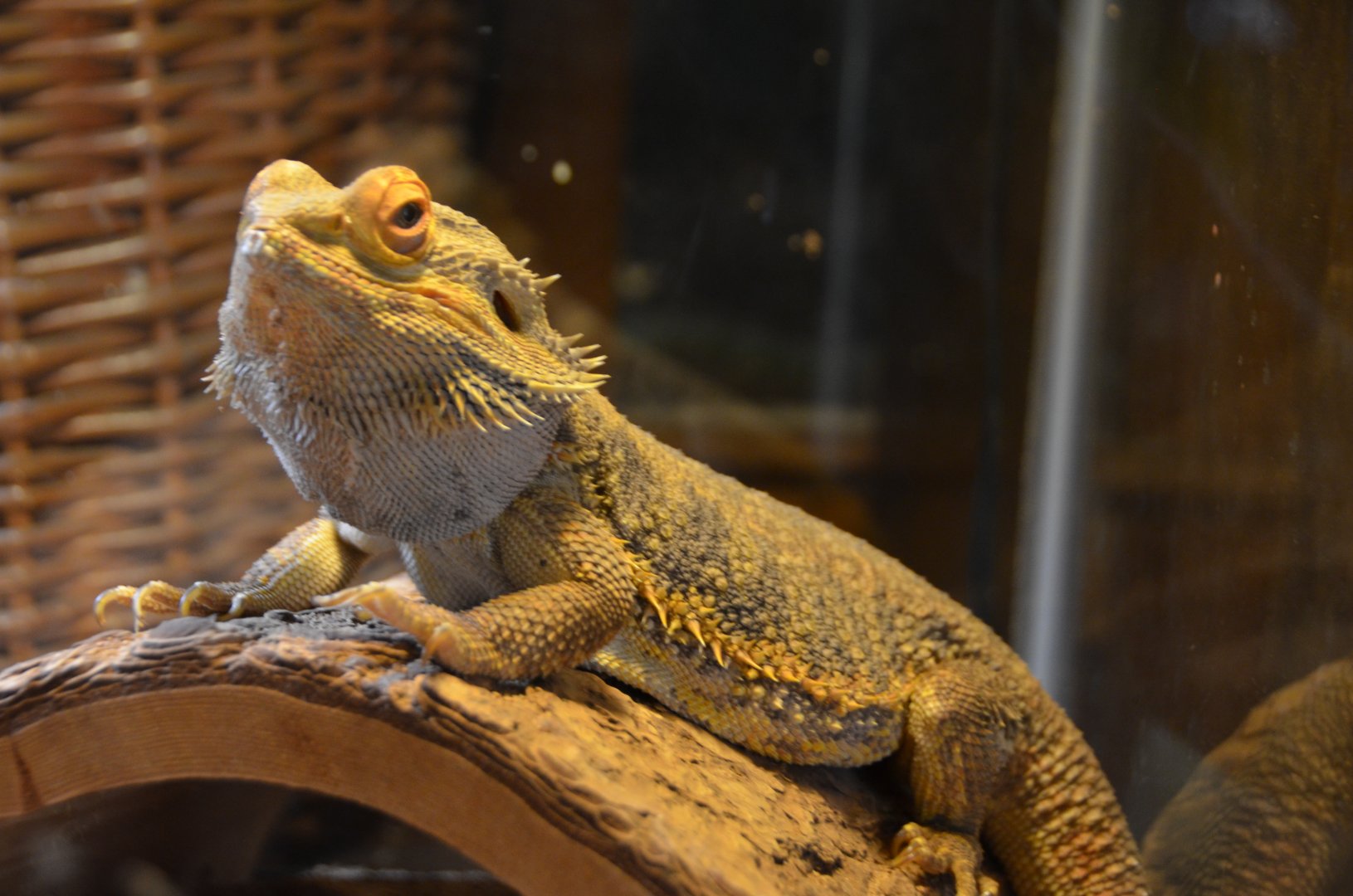 Bearded Dragon