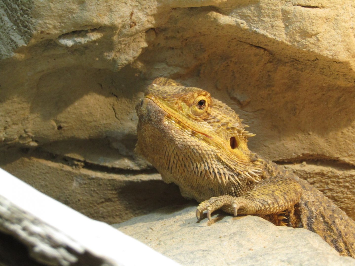 Bearded Dragon