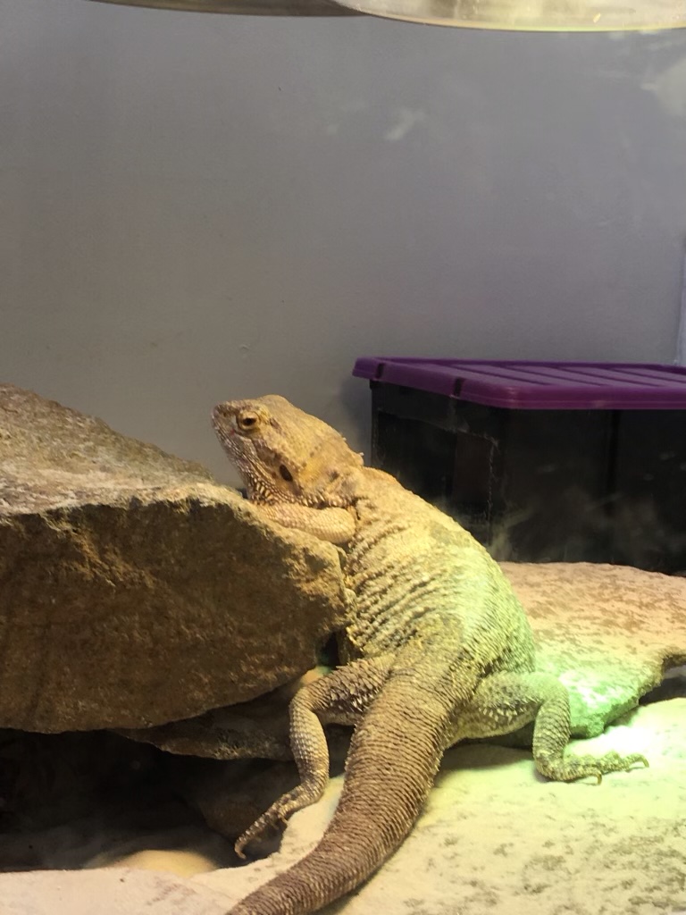 Bearded dragon